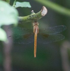 Tholymis tillarga