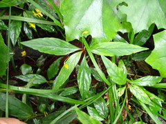 Lysimachia ardisioides