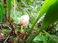 Acanthophippium striatum