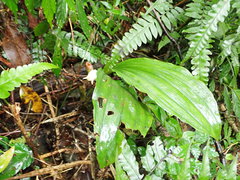 Acanthophippium striatum