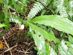 Acanthophippium striatum