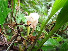 Acanthophippium striatum
