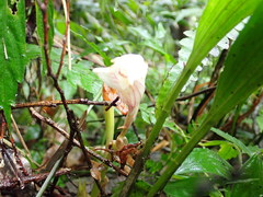 Acanthophippium striatum