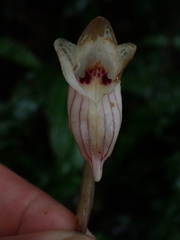 Acanthophippium striatum