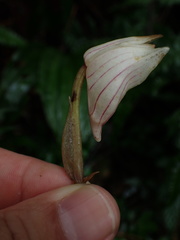 Acanthophippium striatum