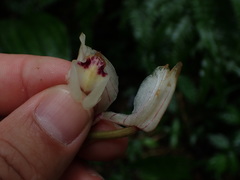Acanthophippium striatum