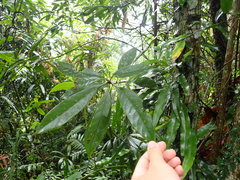 Lithocarpus brevicaudatus