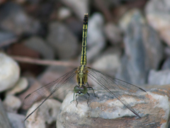 Diplacodes trivialis