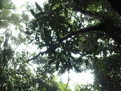 Lithocarpus brevicaudatus