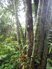 Lithocarpus brevicaudatus