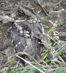 Caprimulgus poliocephalus