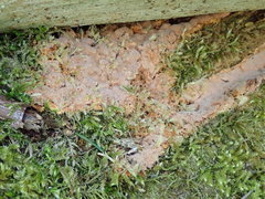 Steccherinum collabens