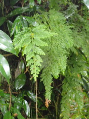 Selaginella involvens