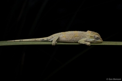 Bradypodion thamnobates