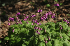 Primula matthioli sachalinensis