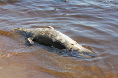 Halichoerus grypus grypus