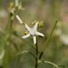 Cynanchum floribundum - Photo (c) Kym Nicolson, algunos derechos reservados (CC BY), subido por Kym Nicolson