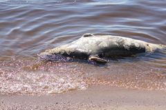 Halichoerus grypus grypus