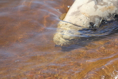 Halichoerus grypus grypus