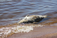 Halichoerus grypus grypus