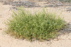 Cynanchum floribundum