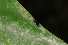 Endelus collaris kerremansi
