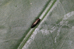 Endelus collaris kerremansi