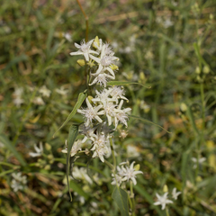 Cynanchum floribundum