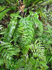 Asplenium neolaserpitiifolium