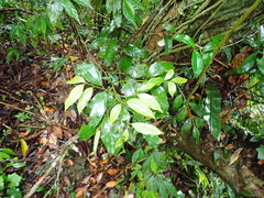 Cryptocarya chinensis