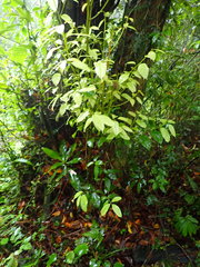 Cryptocarya chinensis