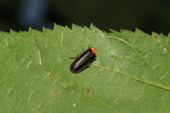 Abscondita cerata