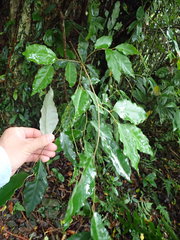 Elaeagnus glabra
