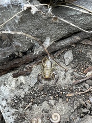 Euscorpius tauricus