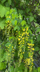 Laburnum anagyroides
