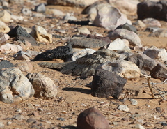 Caprimulgus aegyptius