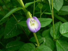 Clitoria annua