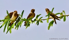 Petrochelidon fluvicola