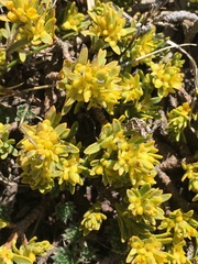 Thymelaea tinctoria nivalis