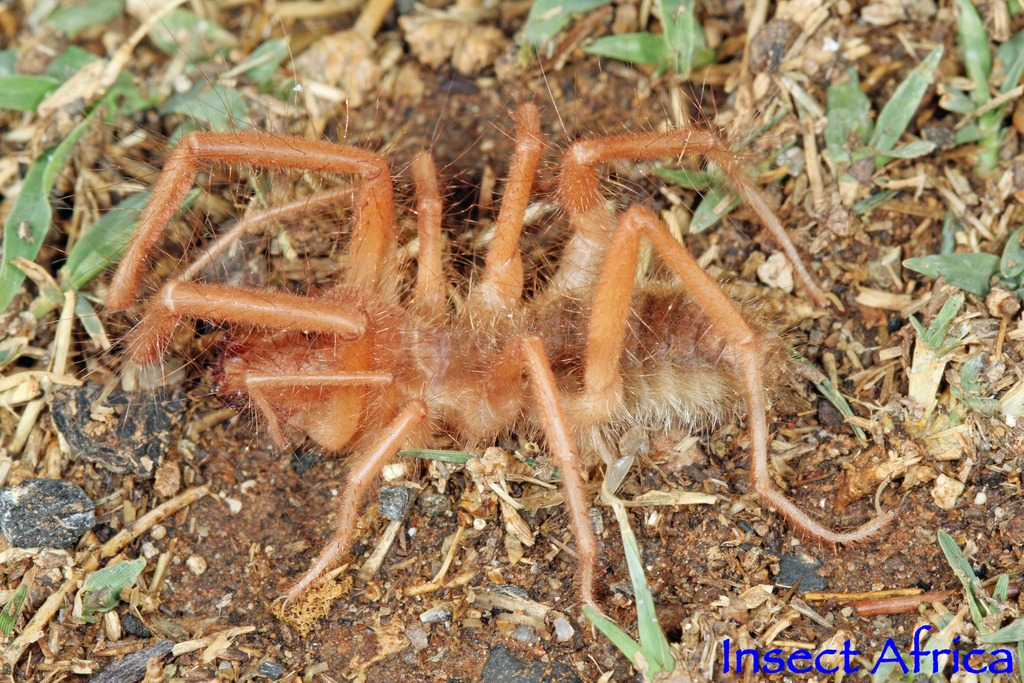 Zeria ferox