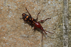 Baryrhynchus poweri