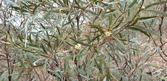 Eucalyptus polybractea