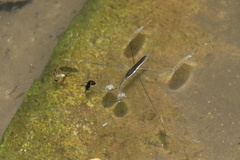 Aquarius elongatus
