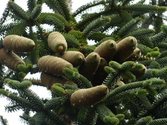 Abies pinsapo marocana