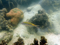 Parupeneus biaculeatus