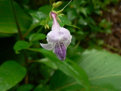 Asystasia dalzelliana