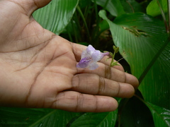 Asystasia dalzelliana