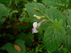 Asystasia dalzelliana