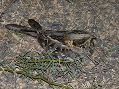 Caprimulgus asiaticus