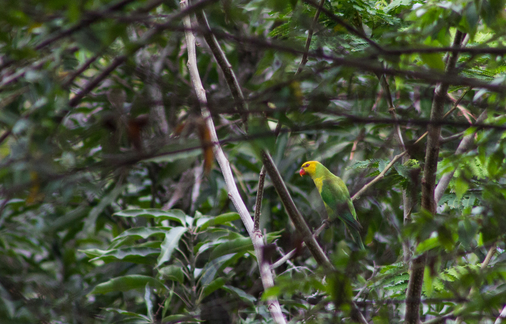 Olive-headed Lorikeet from Dili, Timor-Leste on December 7, 2020 at 09: ...